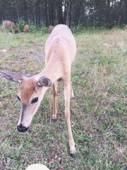 Odocoileus virginianus