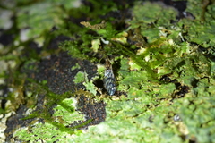 Sylvicola undulatus