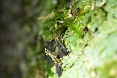 Sylvicola undulatus
