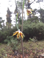 Fritillaria micrantha
