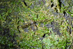 Leptotarsus binotatus