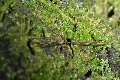 Leptotarsus binotatus