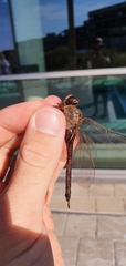 Aeshna grandis