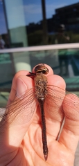 Aeshna grandis