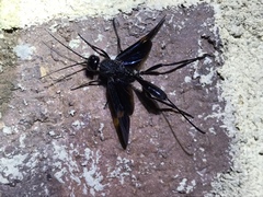 Pristaulacus fasciatus