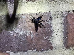 Pristaulacus fasciatus