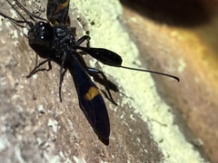 Pristaulacus fasciatus