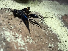 Pristaulacus fasciatus