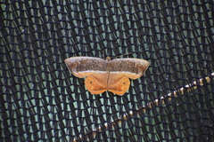 Opisthoxia
