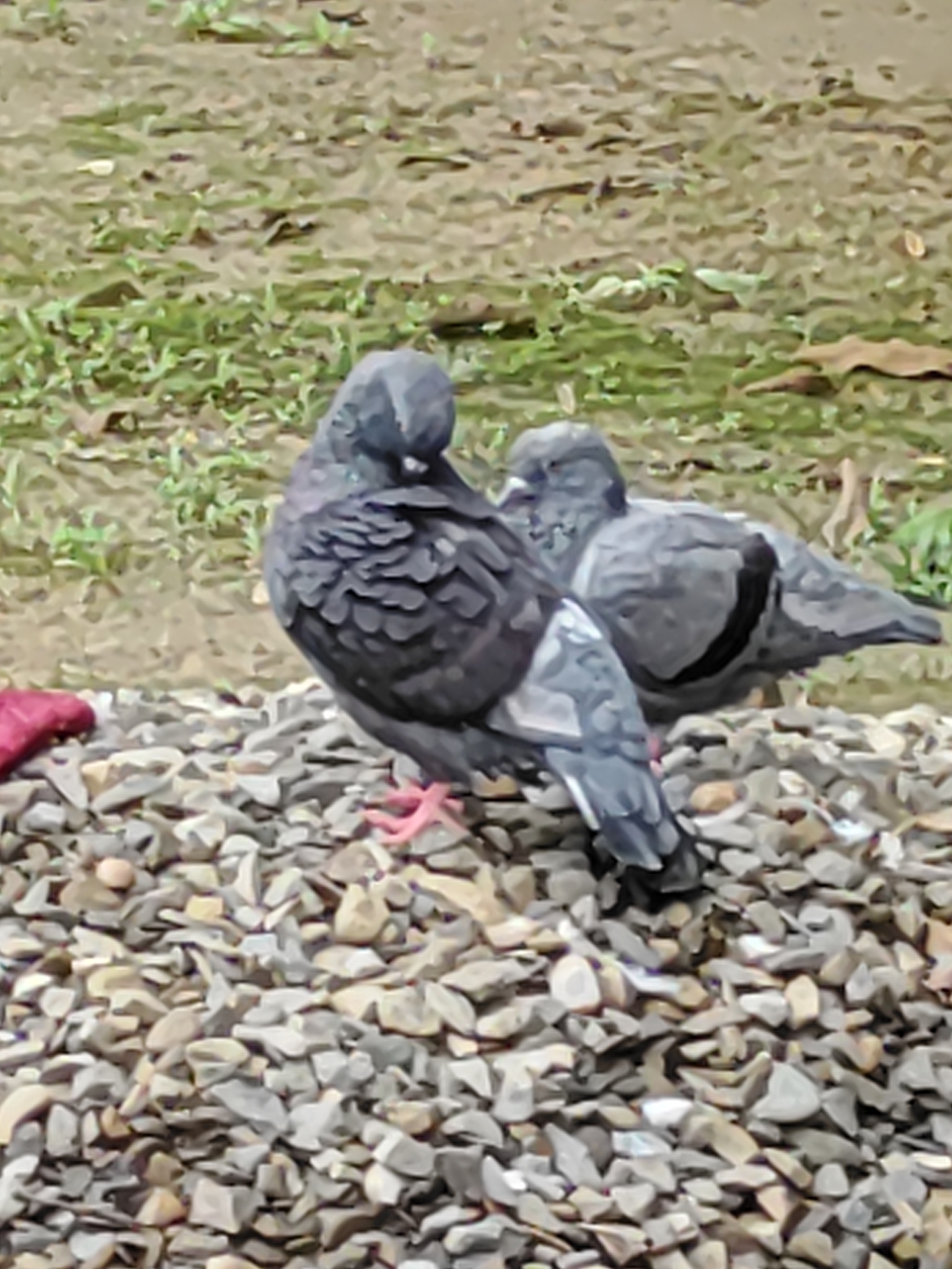 Rock Pigeon