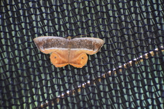 Opisthoxia