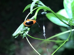 Disonycha discoidea