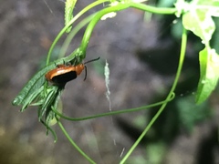 Disonycha discoidea