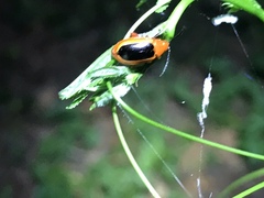Disonycha discoidea