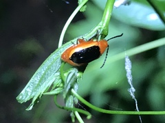 Disonycha discoidea