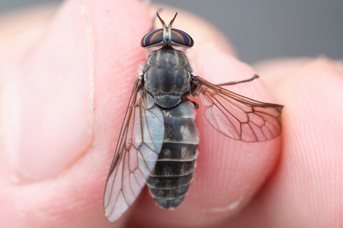 Hybomitra frontalis photo 3