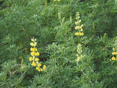 Lupinus arboreus