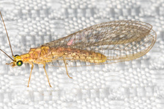 Eremochrysa tibialis