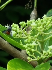 Euaspis polynesia