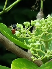 Euaspis polynesia