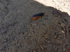 Urocerus cressoni