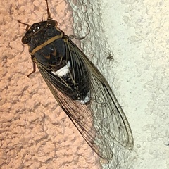 Diceroprocta cinctifera