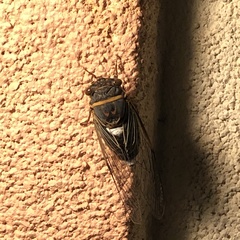 Diceroprocta cinctifera