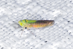 Gloridonus