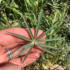 Lupinus benthamii