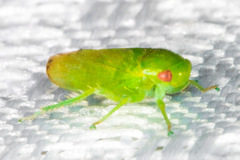 Hyalojassini