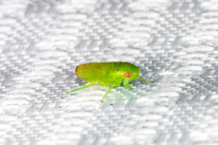 Hyalojassini