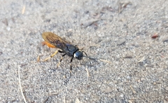 Urocerus cressoni