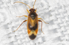 Ceratocapsus apicalis