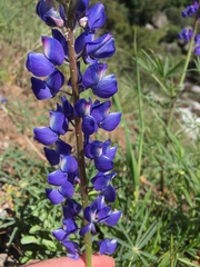 Lupinus benthamii