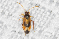 Ceratocapsus apicalis