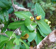 Eugenia reinwardtiana