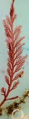 Pterosiphonia