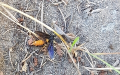Urocerus cressoni