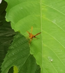 Cephrenes trichopepla