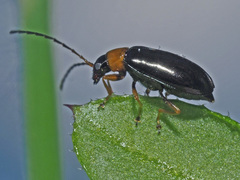 Luperus flavipes