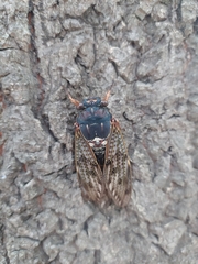 Graptopsaltria nigrofuscata