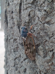 Graptopsaltria nigrofuscata