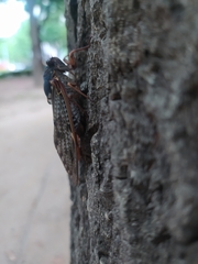 Graptopsaltria nigrofuscata