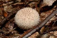 Lycoperdon pulcherrimum