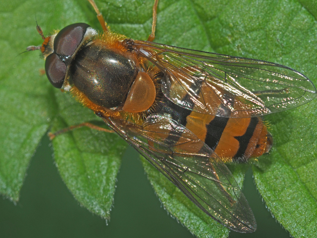 Epistrophe flava