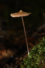 Entoloma conicum