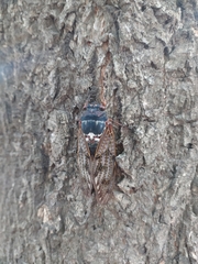 Graptopsaltria nigrofuscata