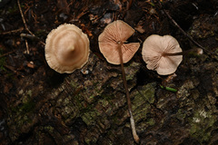 Entoloma conicum