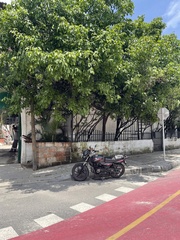 Melicoccus bijugatus