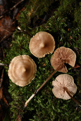 Entoloma conicum